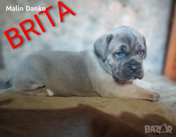 Бебета КАНЕ КОРСО, снимка 5 - Кане корсо - 52788488