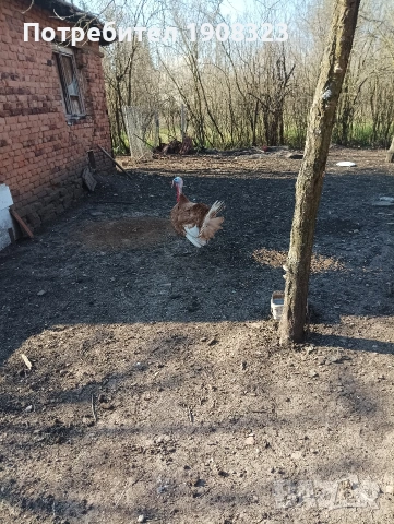 продавам пуяк, снимка 4 - Кокошки и пуйки - 54154129