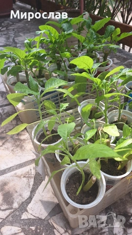 Продавам растения жълта и розова бругманзия (ангелски тромпет)