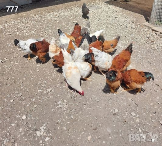 Продавам ярки и кокошки, снимка 1 - Кокошки и пуйки - 46454999