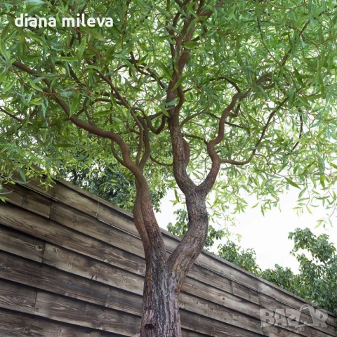 Къдрава върба ‘Тортуоса’, (Salix matsudana ‘Tortuosa’), снимка 3 - Градински цветя и растения - 53639320