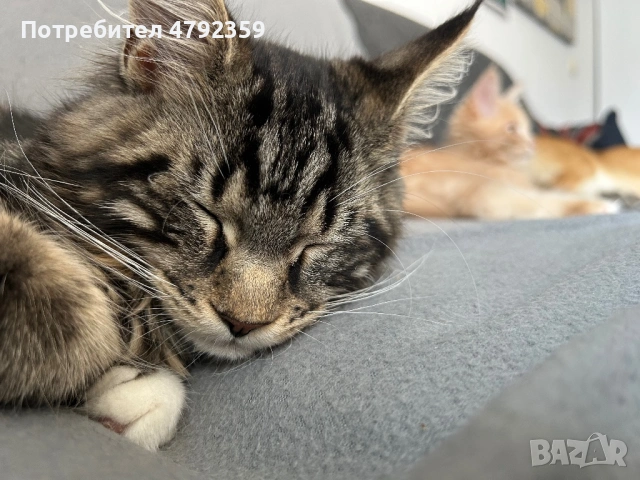 Мейн куун котета, снимка 2 - Мейн кун - 54150439