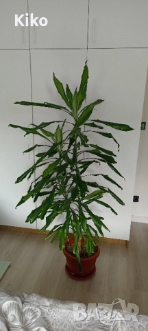 Палма Драцена - 170 см , снимка 6 - Стайни растения - 49345227