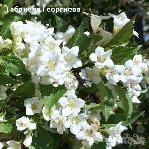 Вайгела бяла , снимка 1 - Градински цветя и растения - 46351832