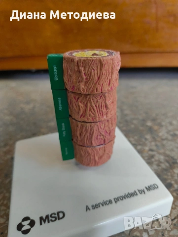 Анатомичен модел на кръвоносен съд (артерия) – медицински учебен модел, снимка 3 - Други стоки за дома - 54287638