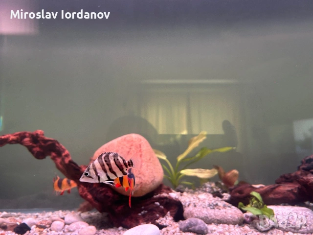 Тигрови риби Datnioides microlepis, снимка 2 - Рибки - 53827941
