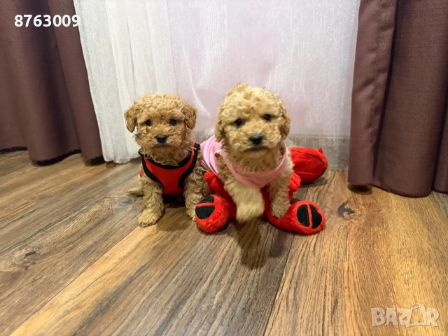 Той пуделчета , снимка 2 - Пудели - 54246185