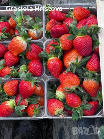 Продавам разсад ягоди 