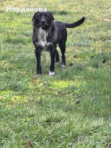 Подарявам куче, снимка 3 - Други - 53698238