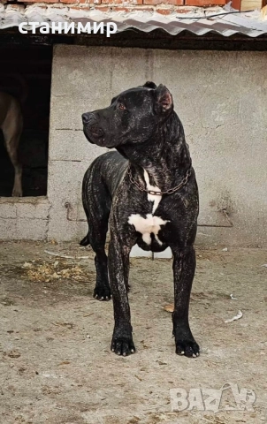 Преса Канарио / Дого Канарио , снимка 9 - Други - 41585132