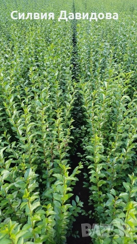 Лигуструм , снимка 8 - Други - 53559675