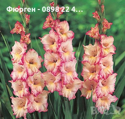 🌸 Луковици Гладиоли (Gladiolus), снимка 5 - Разсади - 53145212