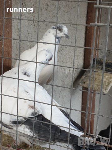 Гълъби , снимка 5 - Гълъби - 52439618