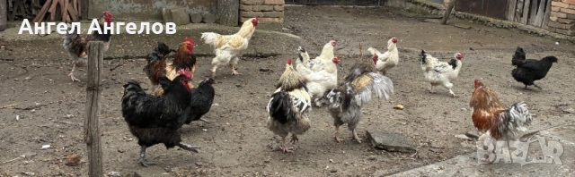 Продавам петли, снимка 2 - Кокошки и пуйки - 54136085