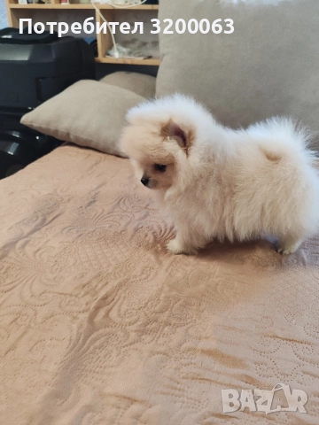 Померан мини мъжко , снимка 10 - Померан - 52826685