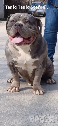 американско були продава се