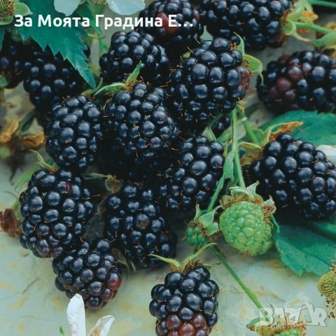 Къпина сорт тройна корона, снимка 3 - Разсади - 54031887