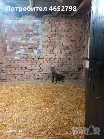 Чехословашки Вълчак, снимка 4 - Други - 53214003