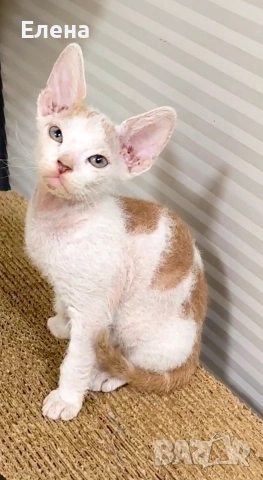 Донски сфинкс с родословие, снимка 5 - Сфинксове - 52185858