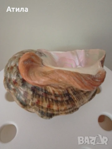 раковина рапан седефен 16/14 см, снимка 2 - Други - 51400055