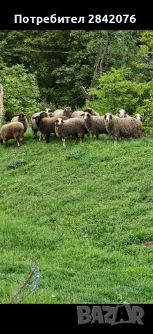 Продавам 15 бр овце , снимка 5 - Овце - 45838459