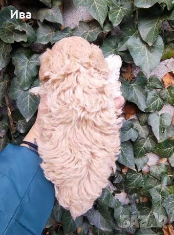 той пудел/пудел, снимка 3 - Пудели - 51010460