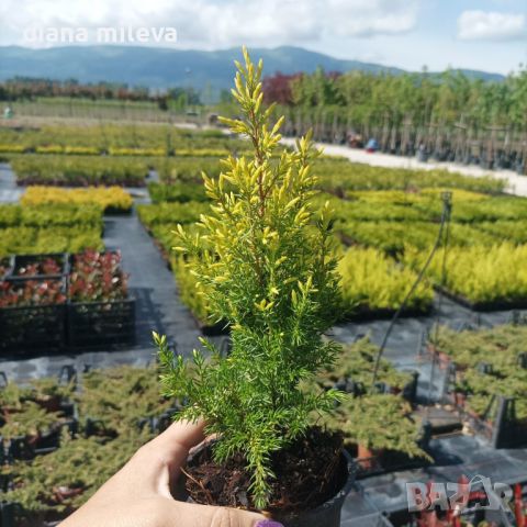 Юниперус комунис Gold Cone (Juniperus communis Gold Cone), снимка 13 - Градински цветя и растения - 45586752
