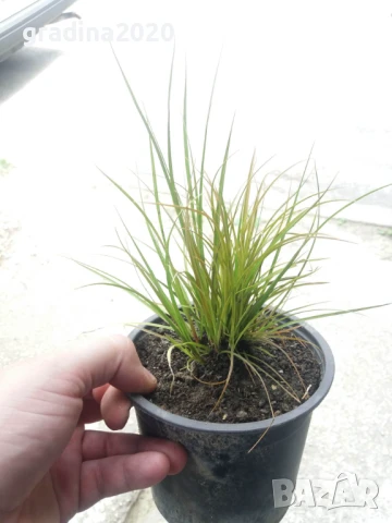 Карекс - Декоративна трева, снимка 14 - Градински цветя и растения - 30071691