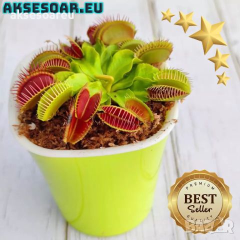 100 семена Венерина мухоловка Dionaea muscipula Семена Мухоловка Бонсай месоядно растение яде насеко, снимка 13 - Сортови семена и луковици - 46364658