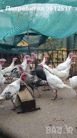 Пуйки и пуяци, снимка 3 - Кокошки и пуйки - 52503635