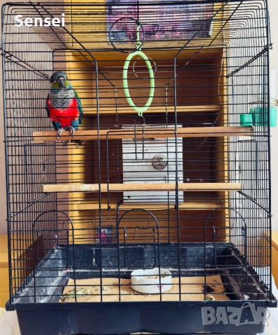 Папагал Пурура Молина , снимка 7 - Папагали - 54017827