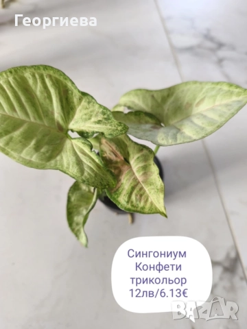 филодендрон, маранта, аглаонема, снимка 4 - Стайни растения - 50859161