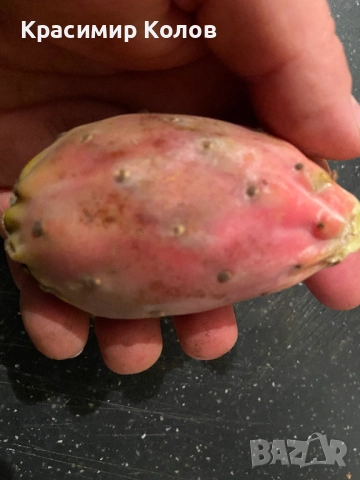 Смокиня индийска два вида, Кактус опунция, Opuntia ficus-indica Etna, екзотични,овощни, снимка 18 - Градински цветя и растения - 29442292