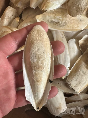 Сепийна кост , снимка 5 - За птици - 50676252