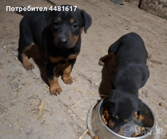 Чистокръвни добермани, снимка 3 - Доберман - 53405620