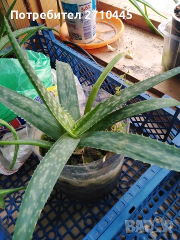 Лечебно Алое Вера, снимка 8 - Стайни растения - 37624538