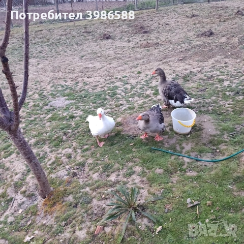 Яйца от гъски 10 бр., снимка 4 - Патици и гъски - 53864807