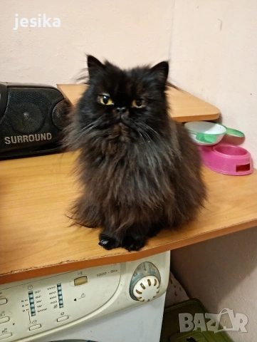 Персийска котка на една година ., снимка 3 - Персийска - 52403277