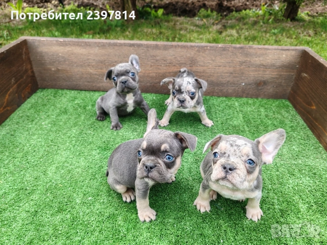 Френски булдог 