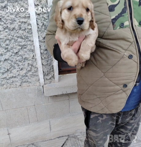 Кокер Шпаньол , снимка 2 - Кокер шпаньол - 53759516