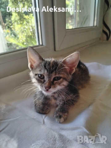 Подарявам много красиви домашни котенца , снимка 2 - Други - 51780206