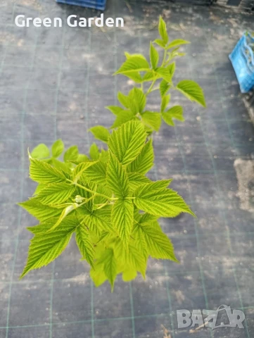 Малини Полка, снимка 2 - Разсади - 49616419