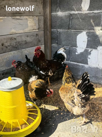 Яйца за люпене от Шведска Цветна Кокошка, снимка 2 - Кокошки и пуйки - 53708567