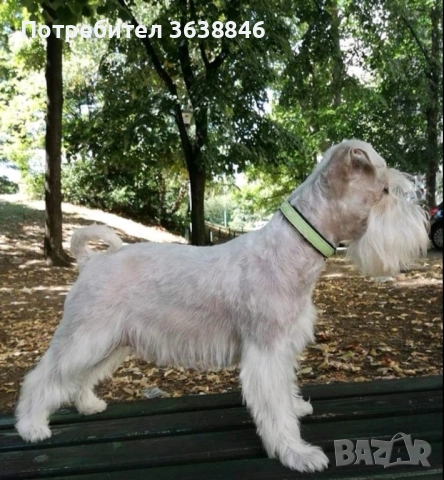 Цверг шнауцер