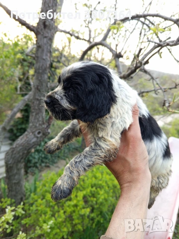 Американски Кокер шпаньол , снимка 10 - Кокер шпаньол - 54175558