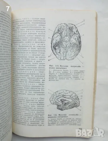 Книга Антропоанатомия - Иван Петров 1986 г., снимка 3 - Учебници, учебни тетрадки - 48399557