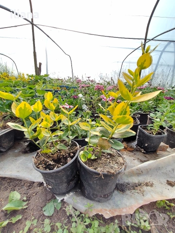 Продавам различни видове цветя, снимка 5 - Градински цветя и растения - 54170180