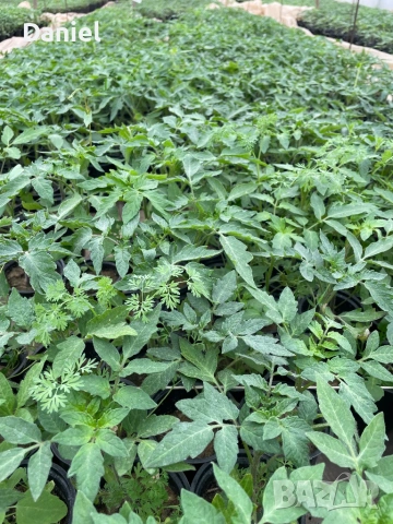 Ранен разсад, снимка 3 - Разсади - 53939802