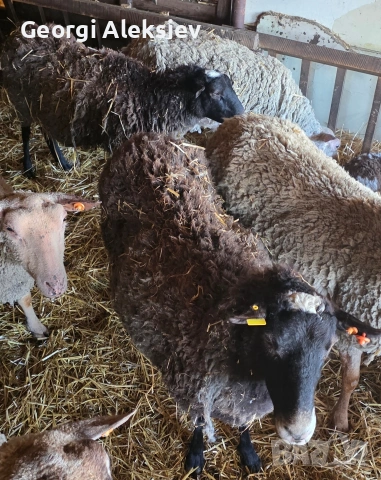 4 броя Романовски овце, снимка 15 - Овце - 53627321
