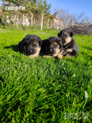 Малки Немски Овчарки, снимка 9 - Немска овчарка - 52824581